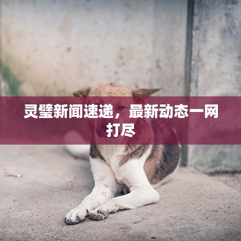 灵璧新闻速递,最新动态一网打尽