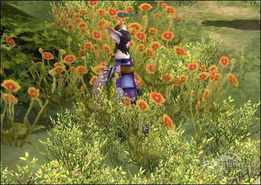 野花官方下载ios同网游架设单机版,持续设计解析方案&amp;网红版_v5.412