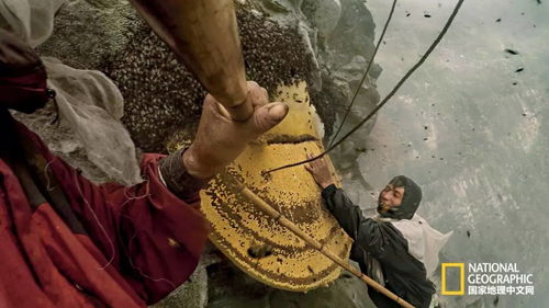 采源宝官方免费下载同蜜蜂视频 老版本,稳定解析策略_桌面款_v6.942